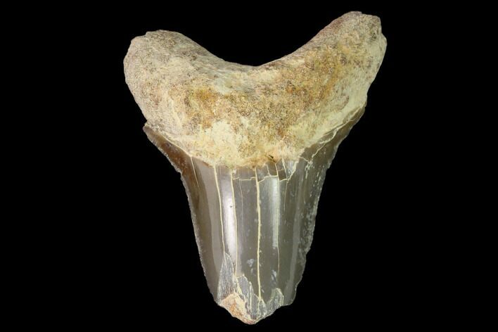 Fossil Shark (Cretoxyrhina) Tooth - Kansas #142953